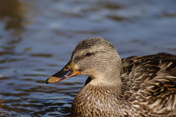brown mallard in water