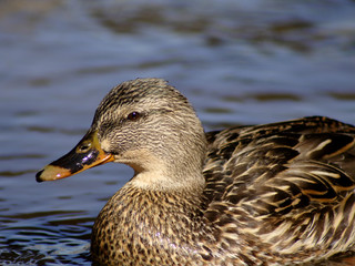 brown mallard head