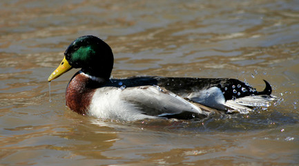 mallard with water on back