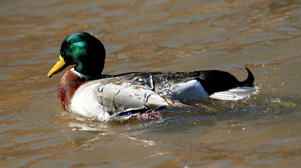 mallard with water on back