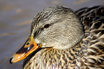 brown mallard head