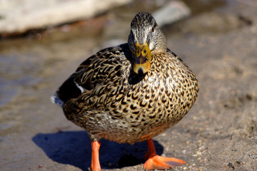 mallard duck standing