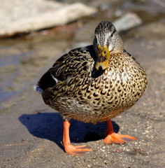 brown mallard standing