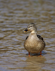 brown mallard duck