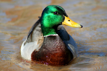 mallard swimming