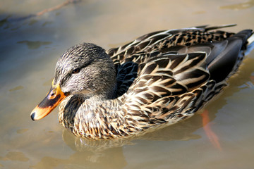 brown mallard swimming