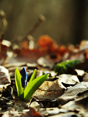 first spring flower