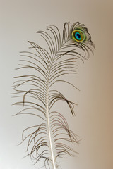 peacock feather