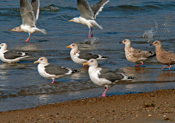 slaty-backed gulls (larus schistisagus)