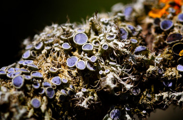 licheni su corteccia