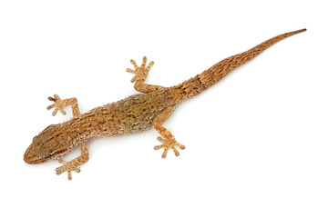 lizard
