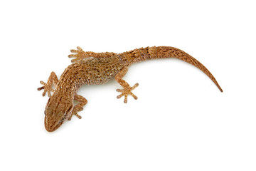 lizard