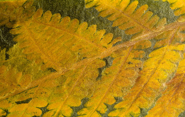 felce fossile