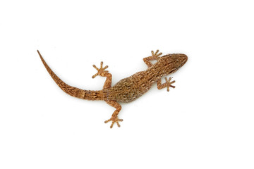 lizard
