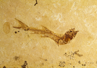 pesce fossile