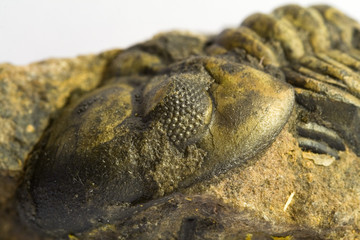 fossile di trilobite © ordus