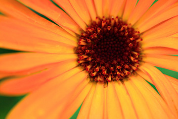 gerbera close up