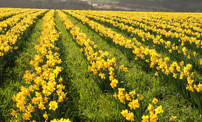 Fototapeta premium daffodils in bloom, cornwall, uk