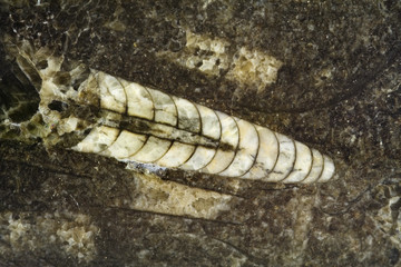 fossile di antico cefalopode