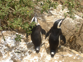 penguin couple - simon's town, south africa