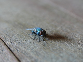 macro fly