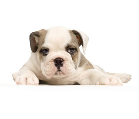 Obraz premium chiot bouledogue anglais