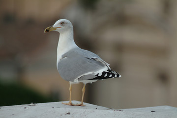 sea-gull