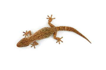 lizard