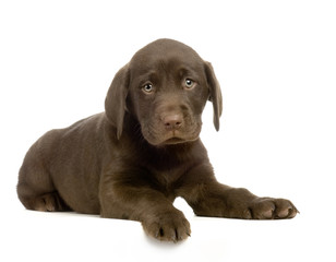 chiot labrador devant un fond  blanc