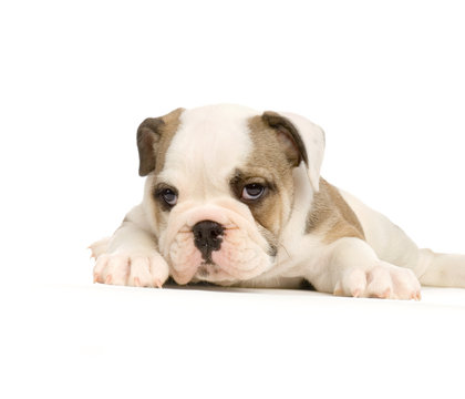 110 Best Bulldog Anglais Images Stock Photos Vectors Adobe Stock 110 Best Bulldog Anglais Images Stock Photos Vectors Adobe Stock