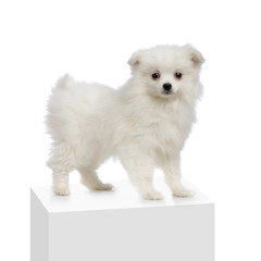 chiot keeshond ou spitz loup