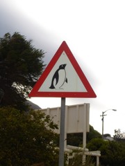 warning penguin crossing - cape town