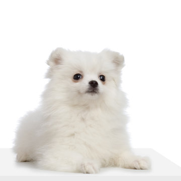 Spitz Loup Images Browse 23 Stock Photos Vectors And Video Adobe Stock