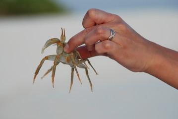 crab