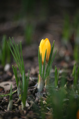 fr&uuml;hbl&uuml;her