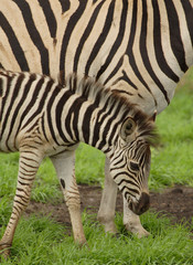 Fototapeta na wymiar young zebra