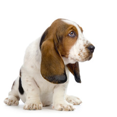 chiot basset artésien