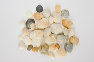 pile of sea shells