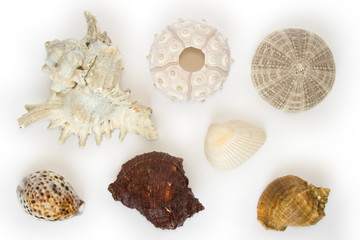 several sea-urchins and sea-shells