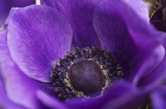 anemone01