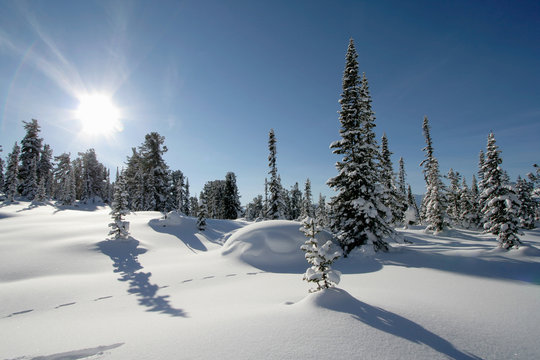 Fototapeta winter scene