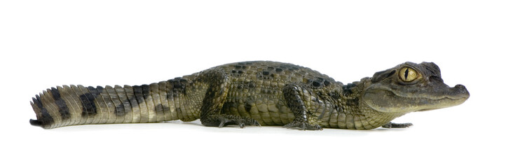 caïman à lunettes - caiman crocodilus