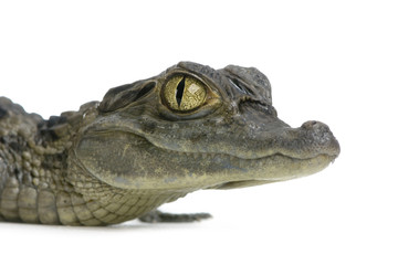 Naklejka premium caïman à lunettes - caïman crocodilus