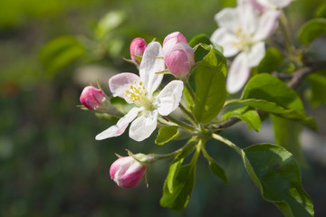 Fototapeta na wymiar apple tree flowers and buds in springtime i