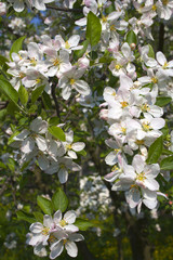 Obraz na płótnie Canvas apple tree flowers in springtime i
