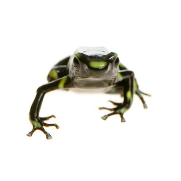 grenouille - dendrobates auratus