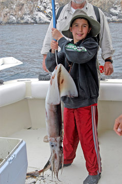 squid fish