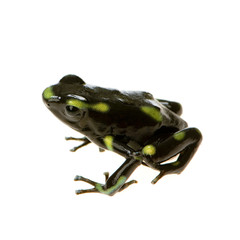 grenouille - dendrobates auratus