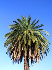 palm tree