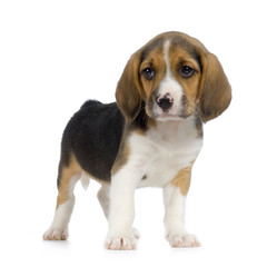 chiot beagles